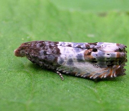 Adult &bull; Denton, Manchester &bull; &copy; Shane Farrell