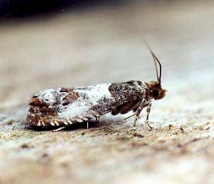 Adult &bull; Littleborough, Lancashire &bull; &copy; Ian Kimber