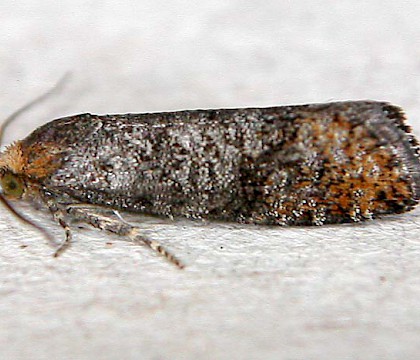 Adult &bull; &copy; Robin Barfoot