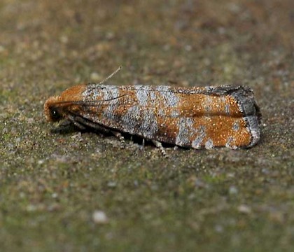 Adult &bull; Brecht, Antwerpen, Belgium &bull; &copy; Chris Steeman