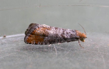 Pine Bud Moth Pseudococcyx turionella