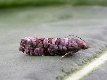 Pine Cone Tortrix Gravitarmata margarotana