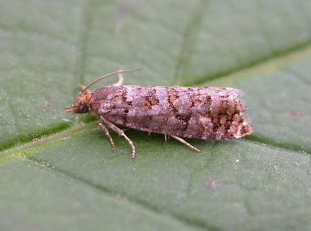 Pine Cone Tortrix Gravitarmata margarotana