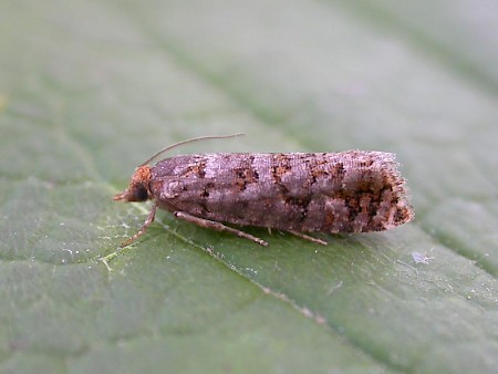 Pine Cone Tortrix Gravitarmata margarotana