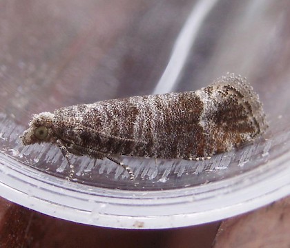 Adult &bull; Acle, Norfolk &bull; &copy; Martin Greenland