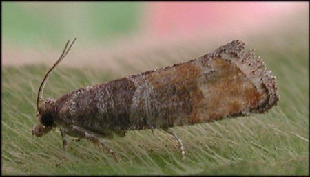 Pine Leaf-mining Moth Clavigesta purdeyi