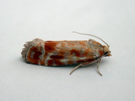 Pine Shoot Moth Rhyacionia buoliana