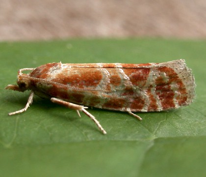 Adult &bull; &copy; Nigel Whinney