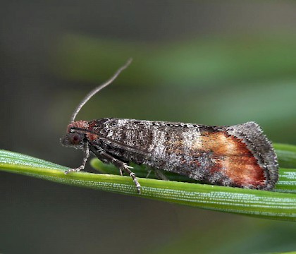 Adult &bull; Raliebeag, Inverness-shire, April &bull; &copy; Keith Tailby