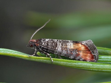 Elgin Shoot Moth Rhyacionia logaea