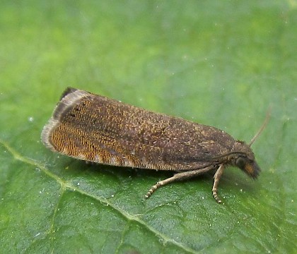 Adult &bull; East Ross, Scotland; gen. det. &bull; &copy; Nigel Richards