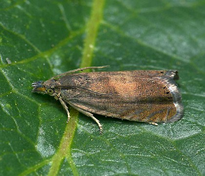 Adult &bull; Dudley, West Midlands &bull; &copy; Patrick Clement