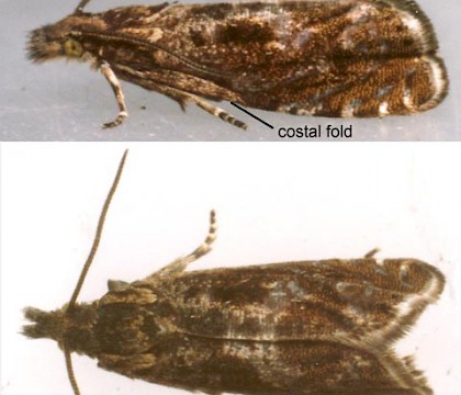Male &bull; Reared from larva in stem of Leucanthemum vulgare. Montgomeryshire. &bull; &copy; Ian Smith