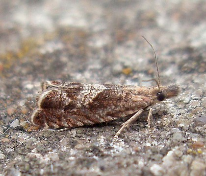 Adult &bull; Nantyffyllon, Maesteg, Glamorgan &bull; &copy; Paul Parsons