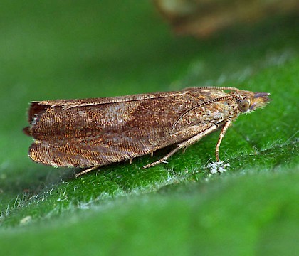 Adult &bull; Kinver Edge, Staffordshire &bull; &copy; Patrick Clement