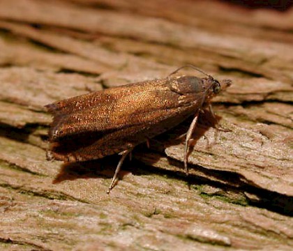 Adult &bull; &copy; Ian Thirlwell