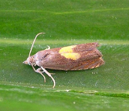 Adult &bull; gen. det. S.M. Palmer &bull; &copy; Ben Smart