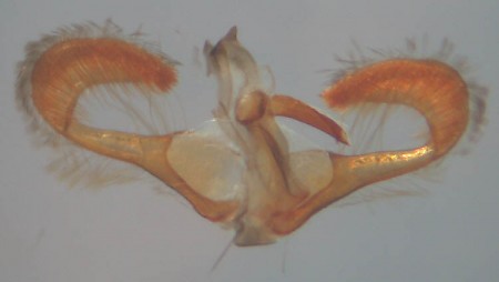 Dichrorampha alpinana