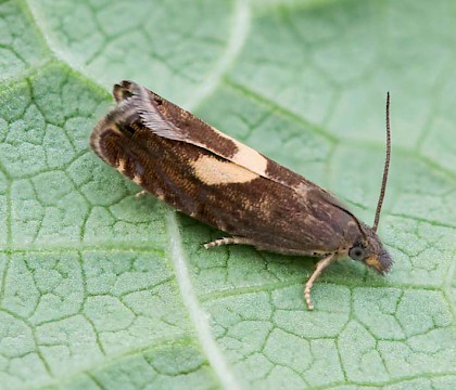Adult &bull; South Uist, Outer Hebrides &bull; &copy; Chris Johnson