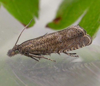 Adult &bull; London Wetland Centre, Barnes; May &bull; &copy; Martin Honey