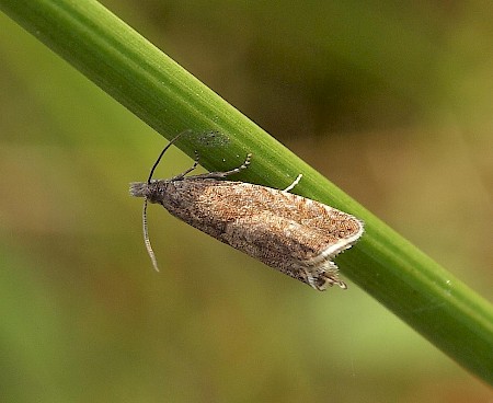 Dichrorampha montanana