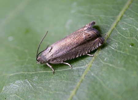 Pea Moth Cydia nigricana