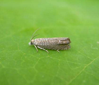 Adult &bull; Kingsgate, Kent &bull; &copy; Francis Solly