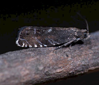 Adult &bull; Worcestershire, gen. det. &bull; &copy; Oliver Wadsworth