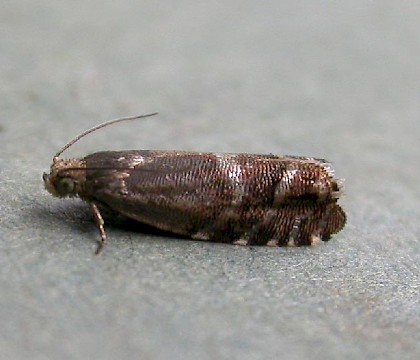 Adult &bull; Hampshire &bull; &copy; Rob Edmunds