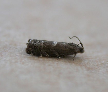 Adult &bull; Maenporth, Cornwall &bull; &copy; George Davis