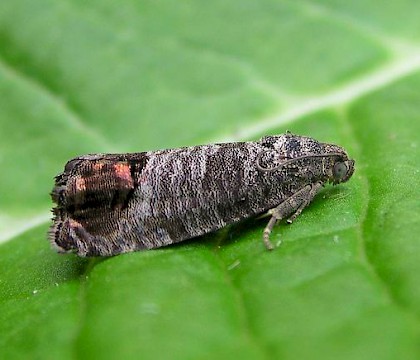 Adult &bull; &copy; Shane Farrell