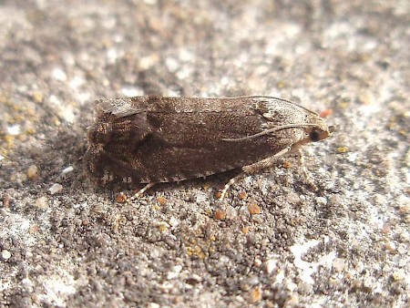 Codling Moth Cydia pomonella