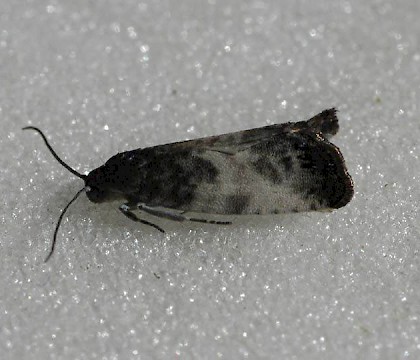 Adult &bull; Reared from Salix cinerea, leg. J. Langmaid. North Hants &bull; &copy; Ian Thirlwell