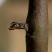 Pupal exuviae • On Salix cinerea, leg. J. Langmaid. North Hants • © Ian Thirlwell