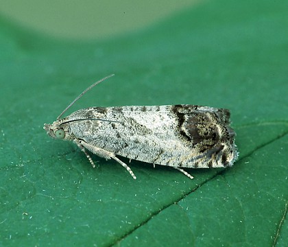 Adult &bull; Dordogne, France &bull; &copy; Ian Kimber