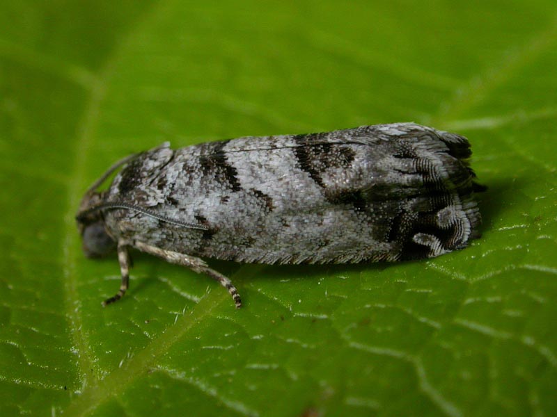 Jumping Bean Moth Ukmoths