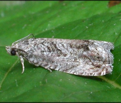 Adult &bull; Ripon, N.Yorks &bull; &copy; Charles Fletcher