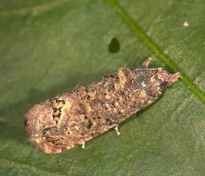 Adult &bull; M.J. van der Straten &bull; &copy; Plant Protection Service, the Netherlands