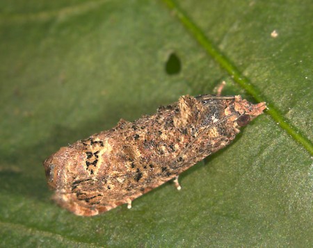 False Codling Moth Thaumatotibia leucotreta