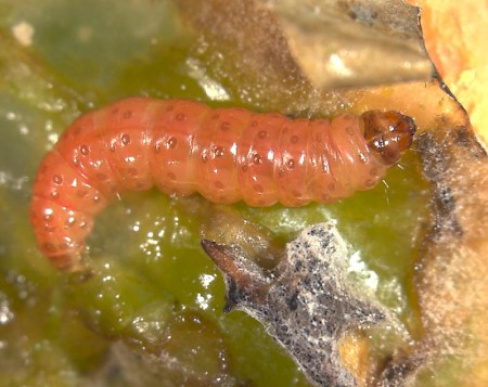 False Codling Moth Thaumatotibia leucotreta