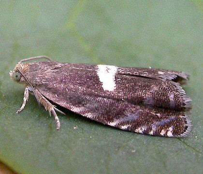 Adult &bull; Iken Cliff, Suffolk &bull; &copy; Paul Kitchener