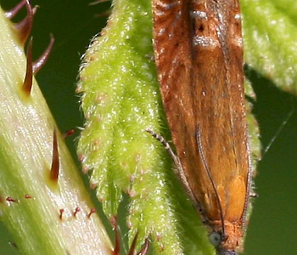 Adult &bull; Leicester, June &bull; &copy; David Gould