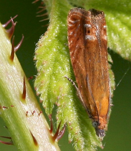 Lathronympha strigana