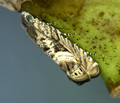Adult &bull; Dartmouth, South Devon &bull; &copy; Bob Heckford