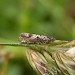 Adult • Stone Bay, Broadstairs, Kent; around Wild Cabbage at cliff base • © Francis Solly