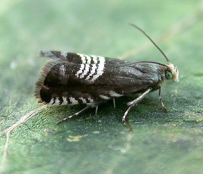 Adult &bull; Bardon Hill, Leics. &bull; &copy; Andy Mackay