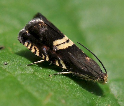 Adult &bull; Bedfordshire &bull; &copy; Keith Balmer