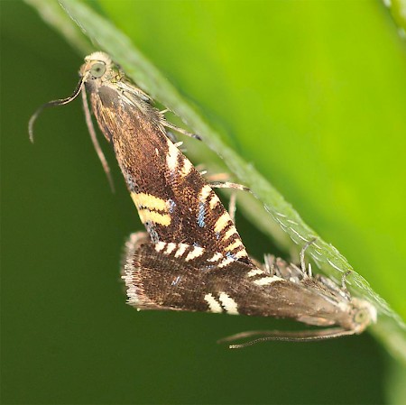 Grapholita pallifrontana