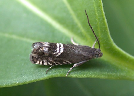 Grapholita internana