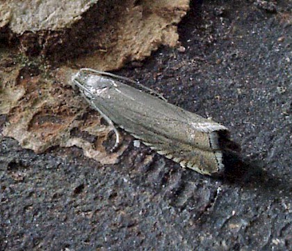 Adult &bull; Wiltshire &bull; &copy; Bill Urwin